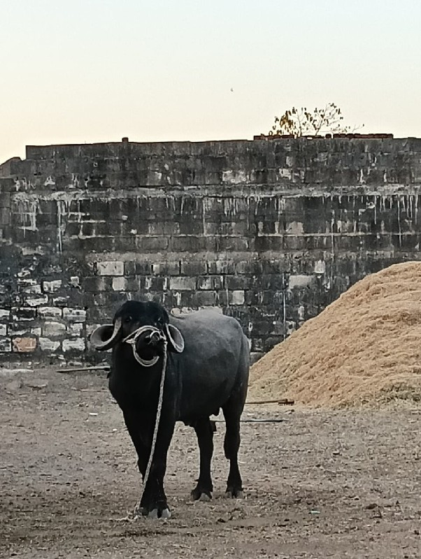 પાડો વેચવાનો છે