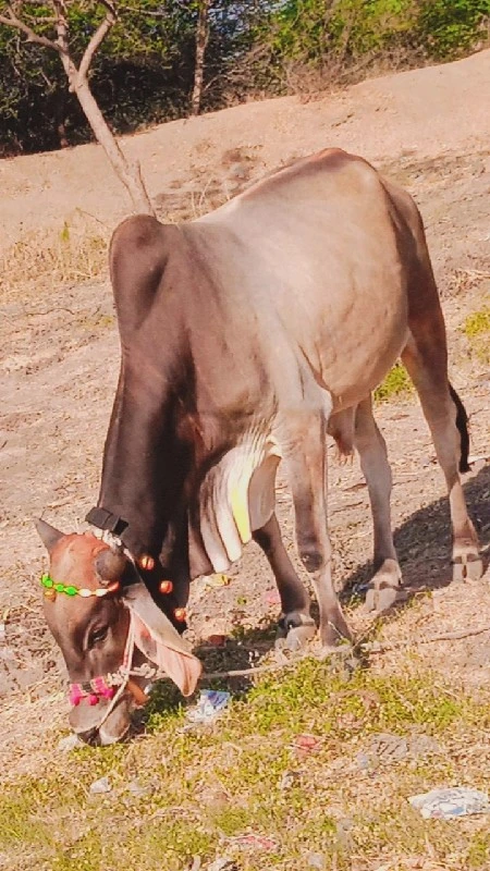 દેવીપુજક લે વેચ