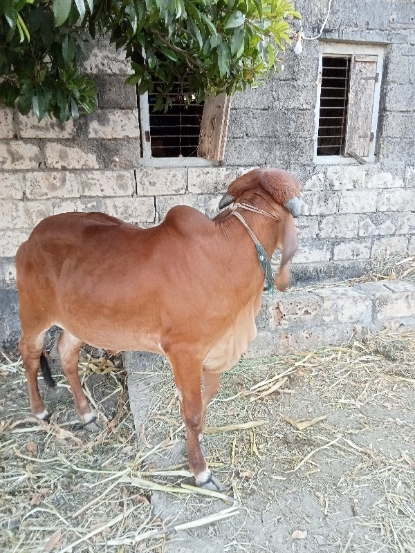 ગિર્ ઓડકી 2વર્શ...