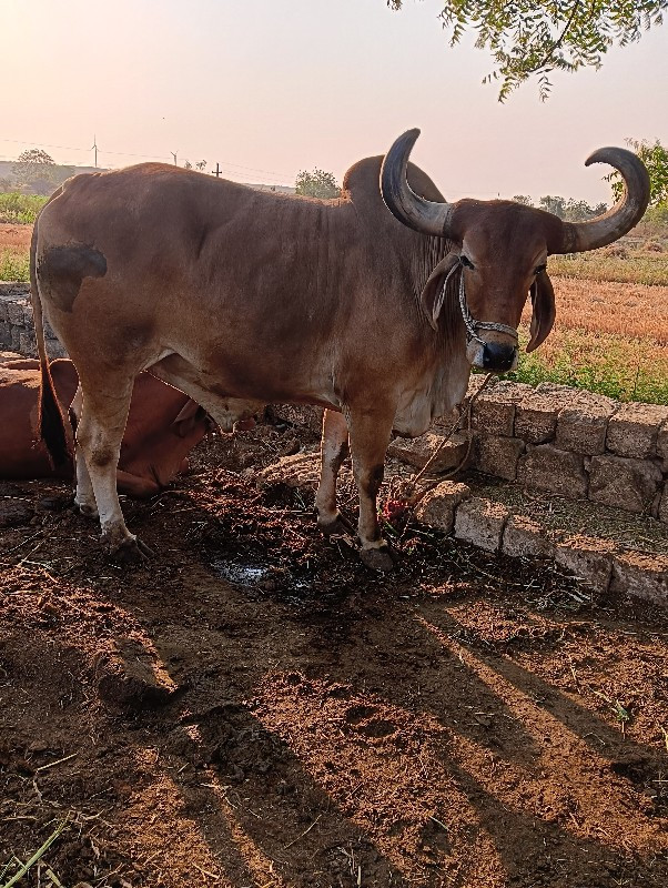 ચાર વાવણી વાવેલ...