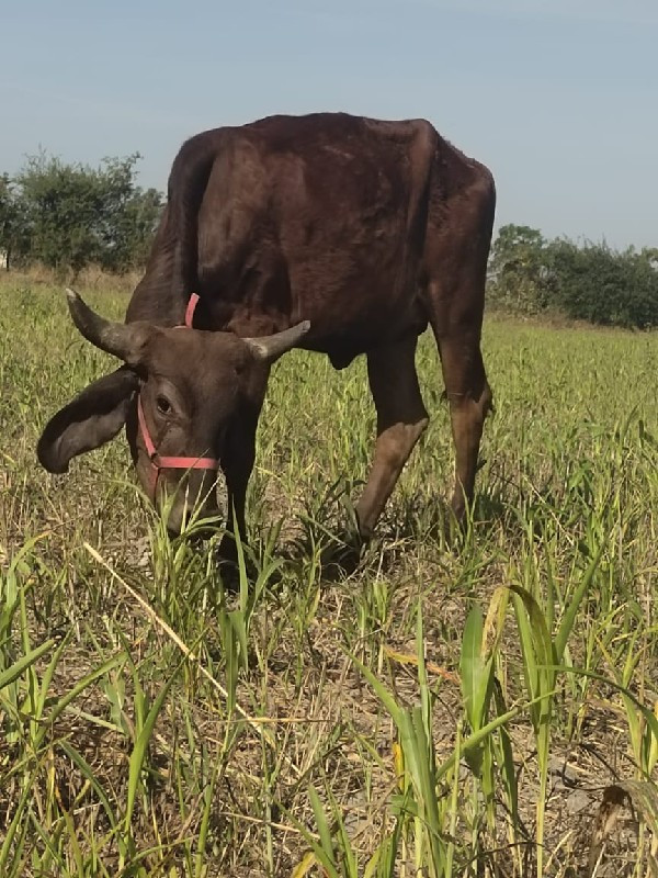 વાછડી વેચવાની છ...