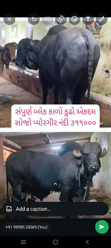 ગીર વાછડીઓ તથા...