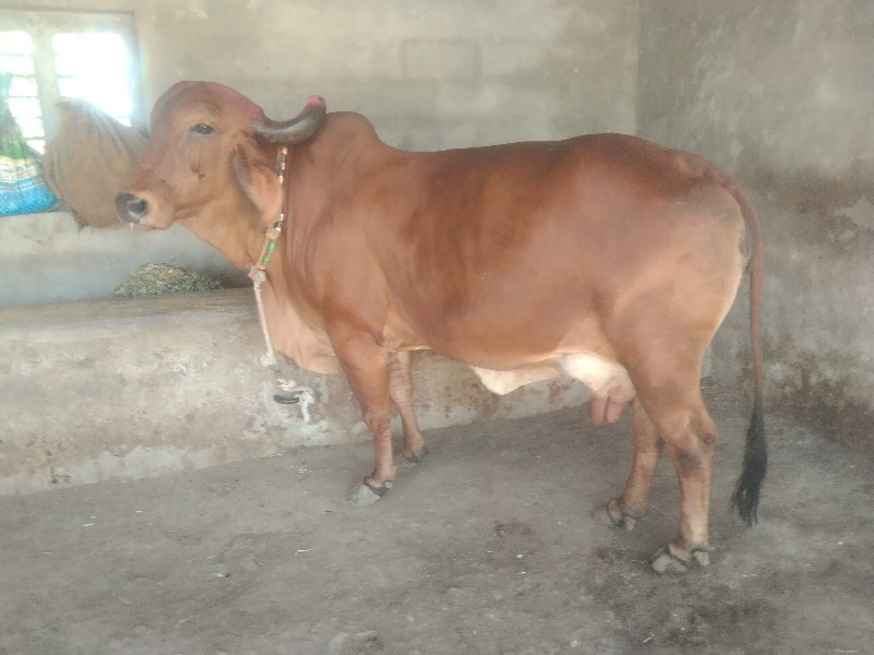 ગાય ત્રીજું વેત...
