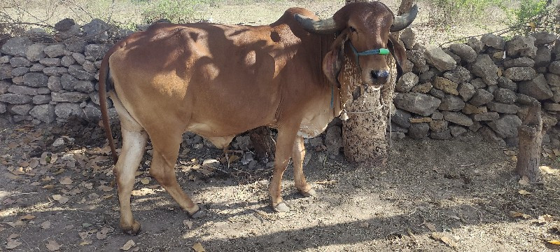 ઓડકી વેશવા ની છ...