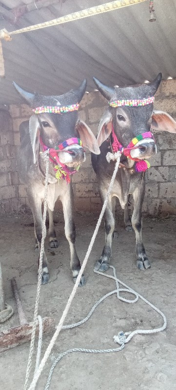 આ ગોઢલા વેચવાના...