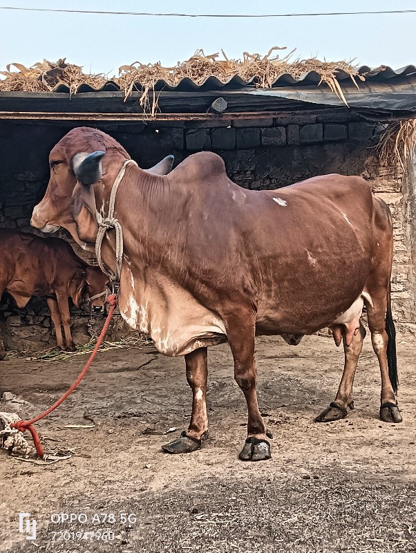 ગાય વેચવાની છે