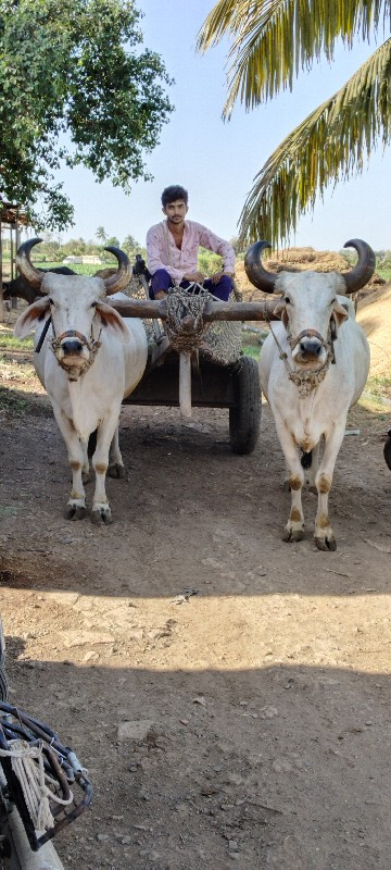 બળદ વેચવાનું છે