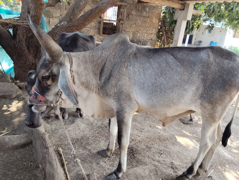 ગોઢલા વેચવાના છ...