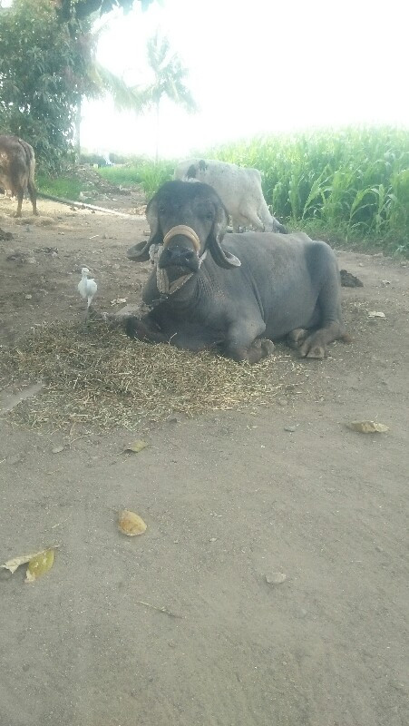 ભેસ વેચવાની છે...