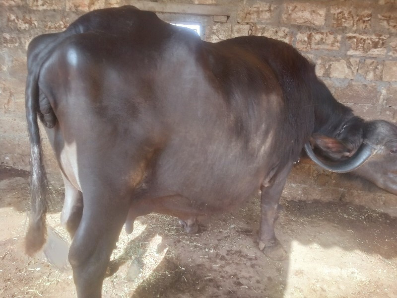 ભેંસ વેચવાની છે