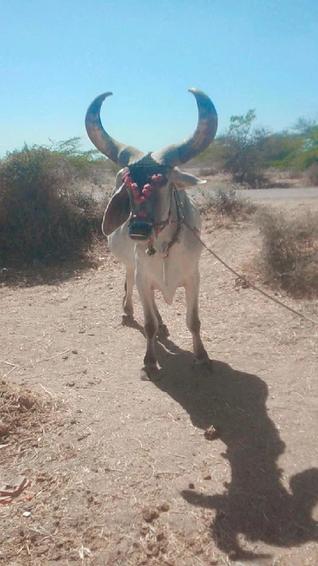 બે વાવણી આવેલો...