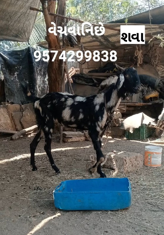 માંગરોળ જુનાગઢ...