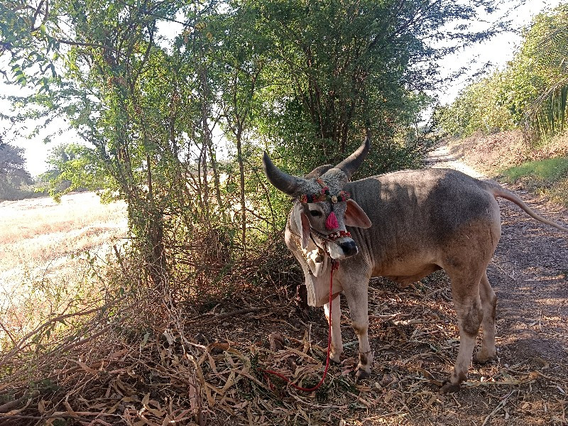 બળદ