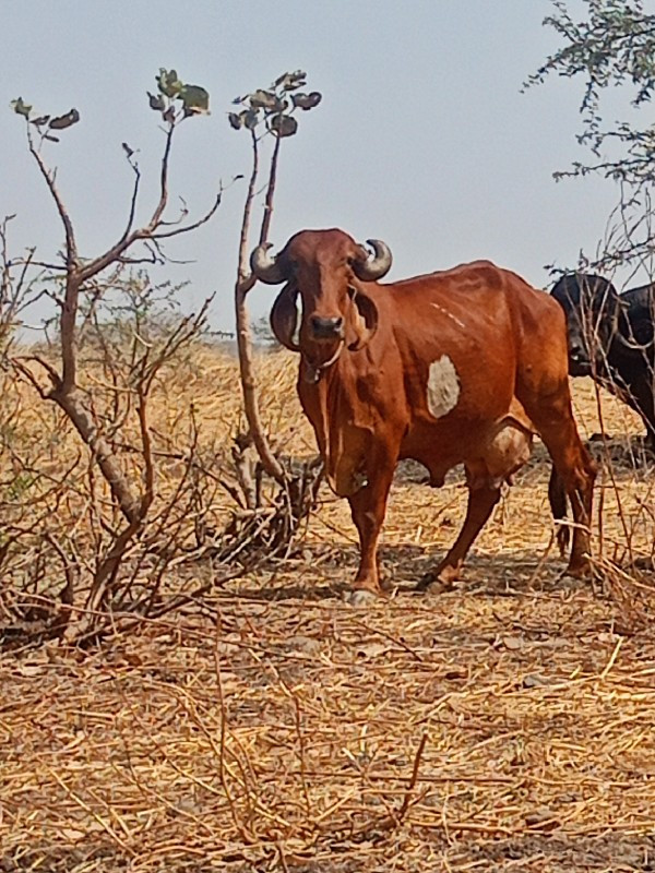 ગાય વેચવાની છે...