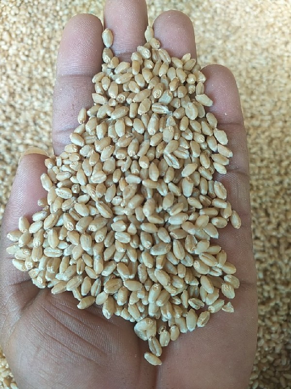 ઘઉં નર્મદા ટુકડ...