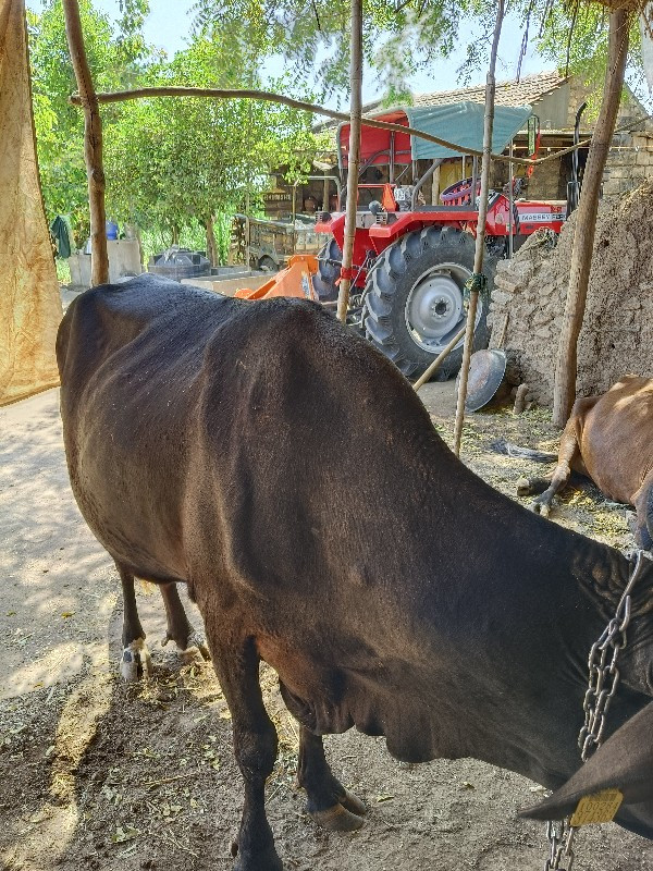 ગાય વેચવાની છે