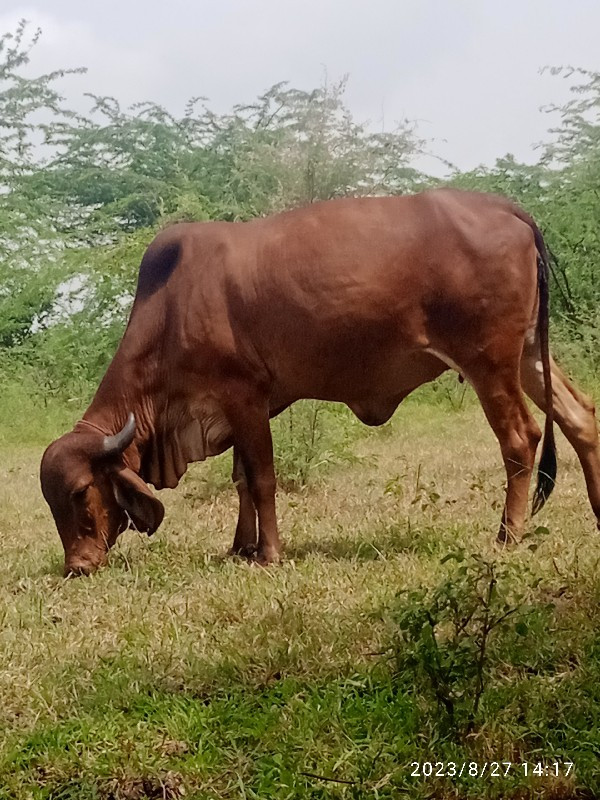 ગાય વેસવાનીછે