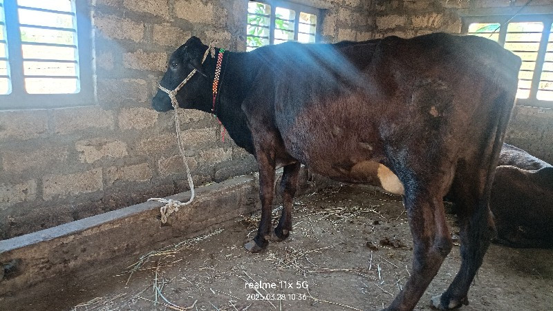 Hf ક્રોસ