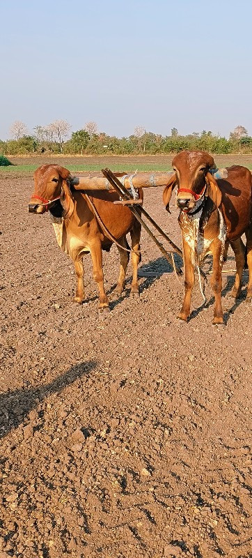 દેશી ગોધલા વેચવ...