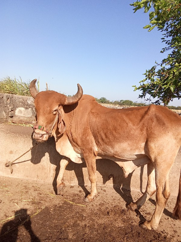 ઘોઢલો વેચવાનોછે