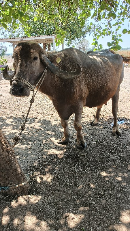 ભેશ વેચવાની છે