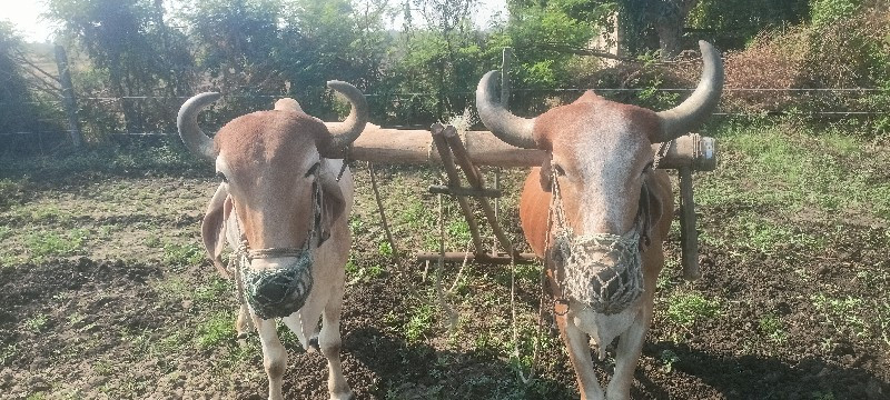 બલધુ વેસવના છે