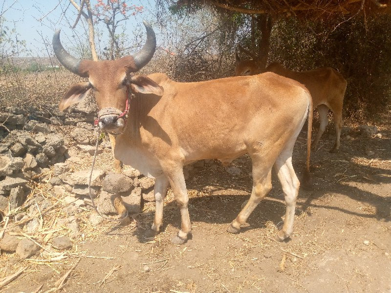 સોમા તવસરા