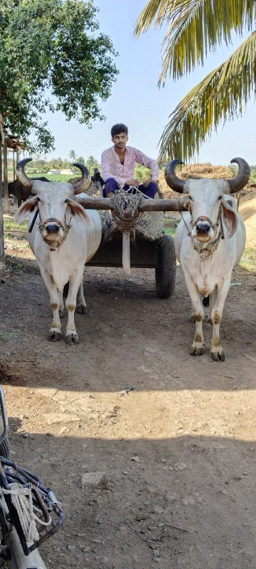 બળદ વેચવાનું છે