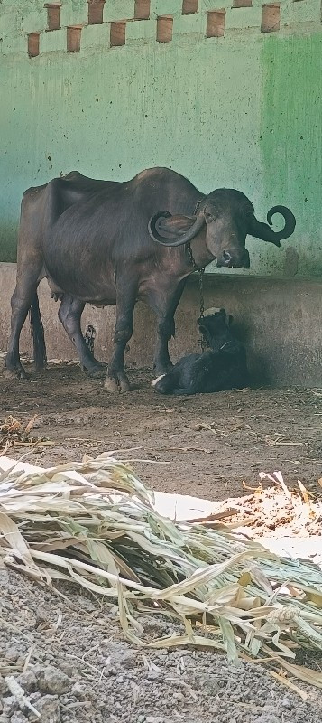 ત્રીજુ વેતર વીહ...