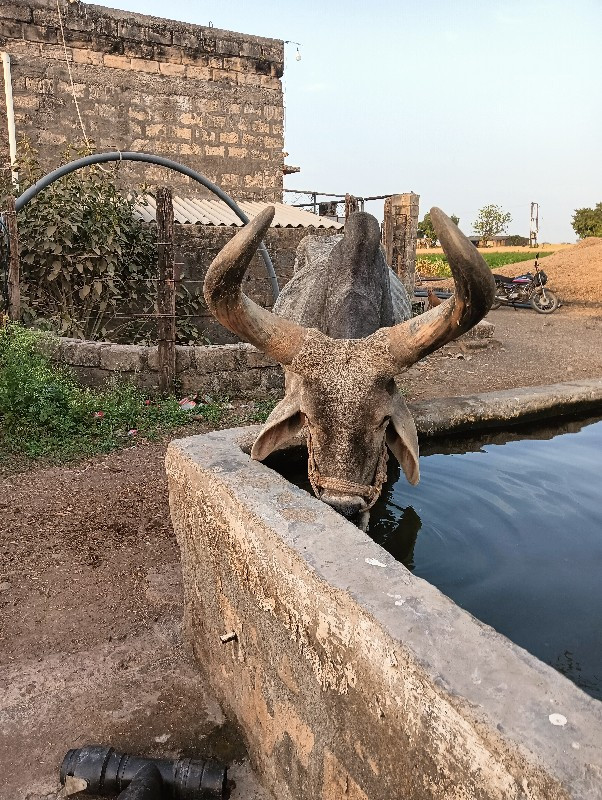 બળદ વેચવાના છે