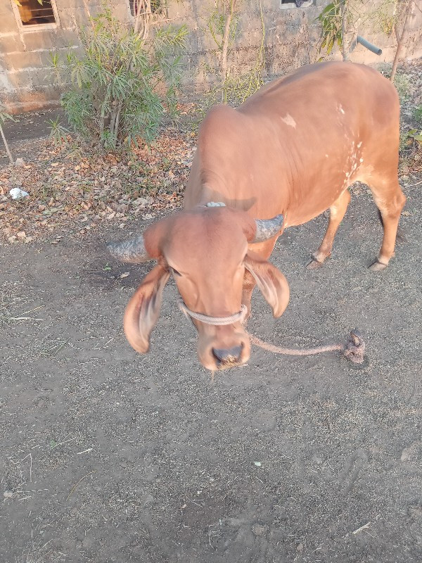 ગીર હોડકિ વેચવા...