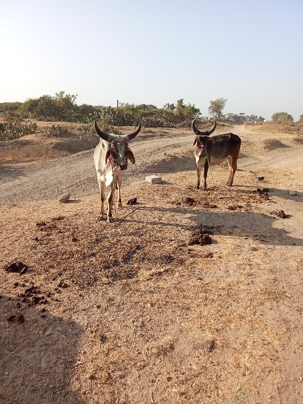 બળદ