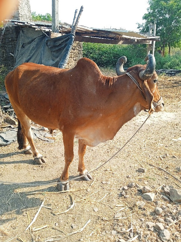 બળદ વેચવાના છે