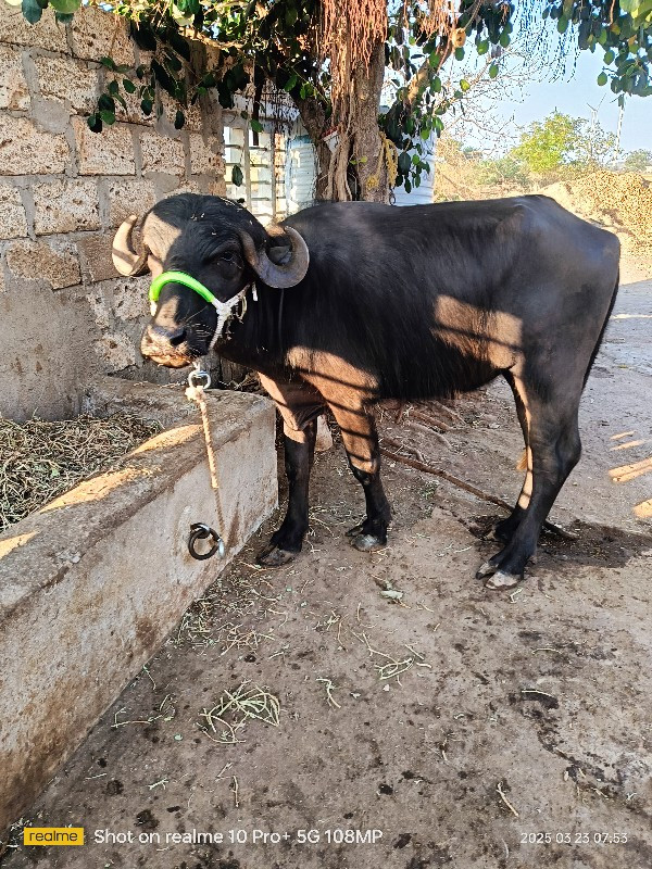 બે ખડેલી વેચવાન...