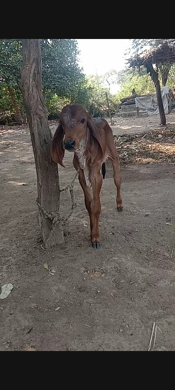 ગીર ગાય વેચવાની