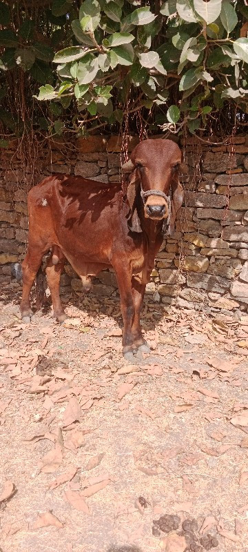 ગોઢલો.વેચવાનોછે