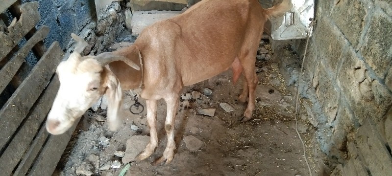 આ બકરી વેચ વાની...