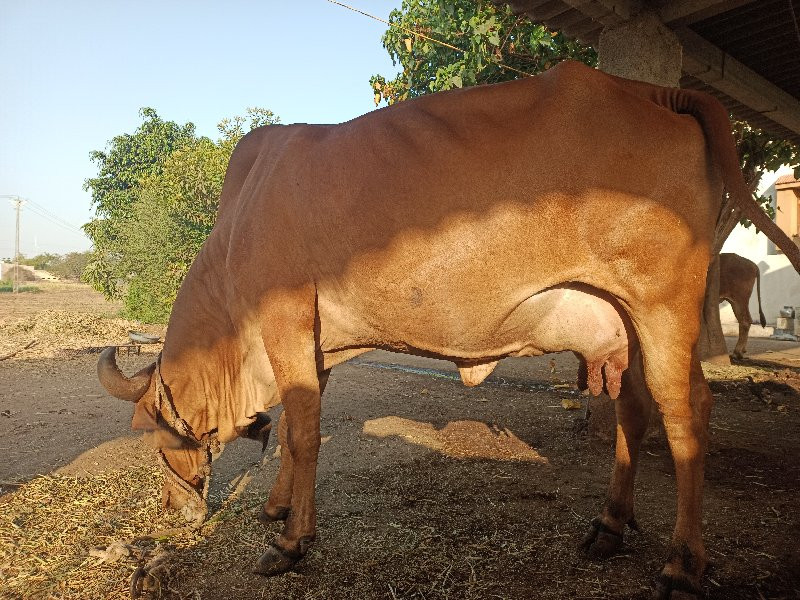 ગીર ગાય