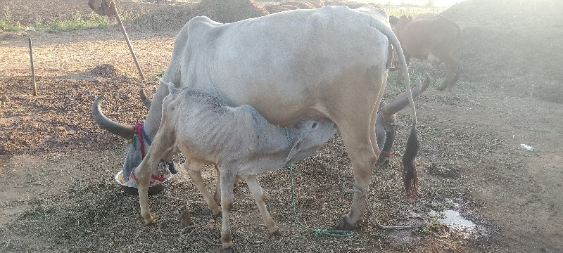 ગાયુ વેચવાનીછે