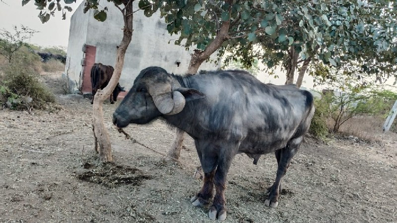 પાડો