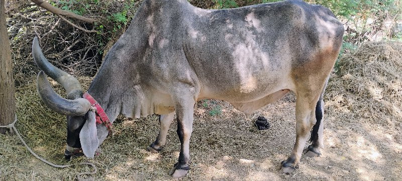 બળદ વેચવાના છે