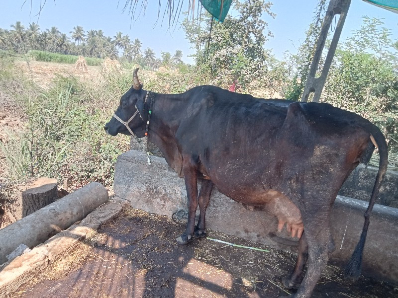 ૧૦દિવસ ની વાર