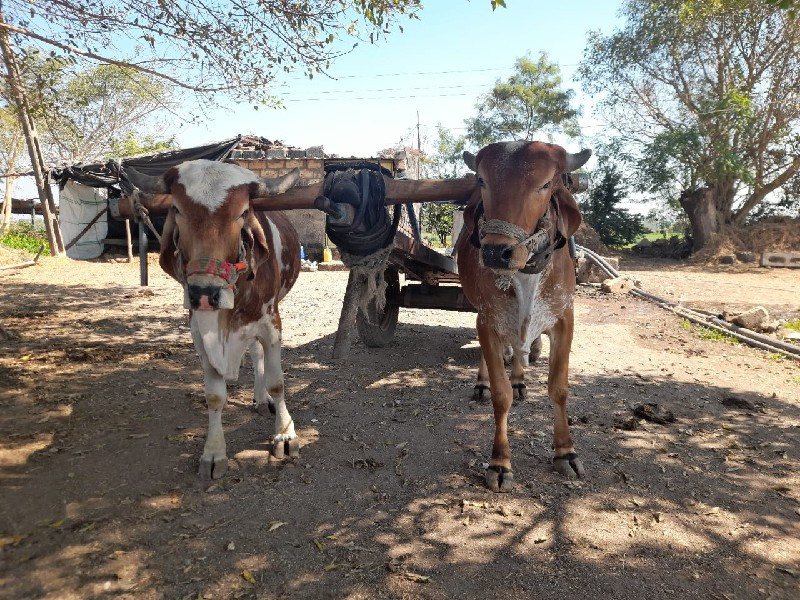 ગોટલા દેવાના છે