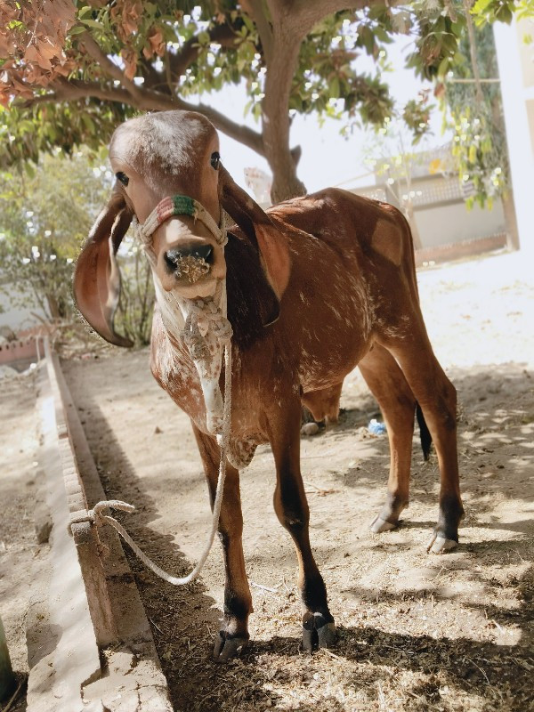 ગીર વાદળો કાનો