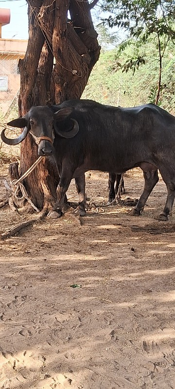 ભેંસ વેચવાની છે...