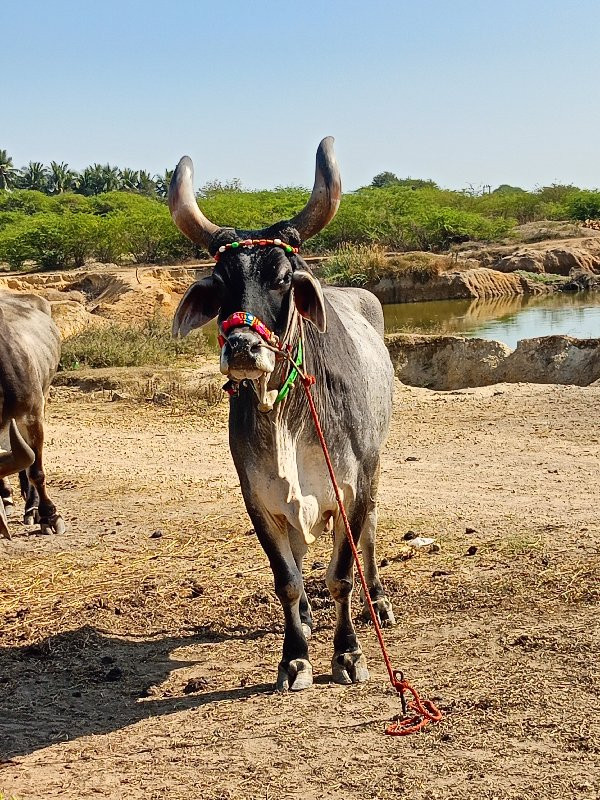 એક વાવણી કરેલ જ...