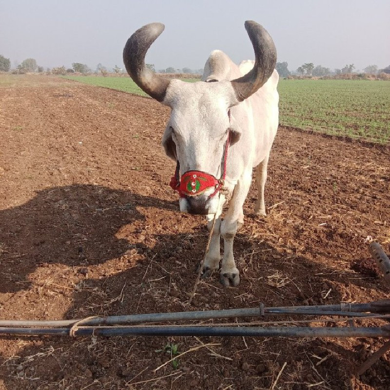 એક બળદ આપવાનો
