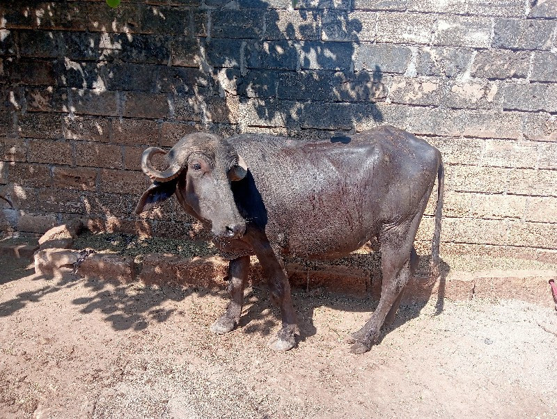 ખોડલ વેચવાનું છ...