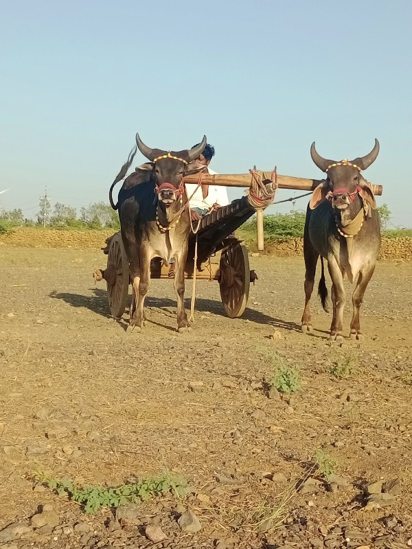 gothala vechava...