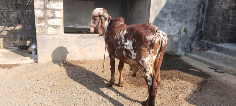 ખુટ વેચવા નો છે